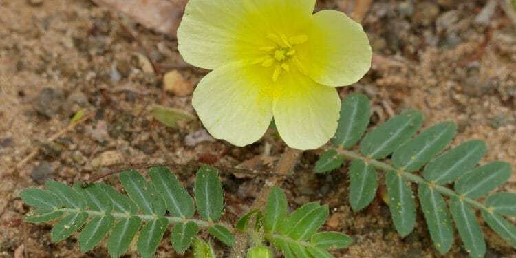 Tribulus terrestris