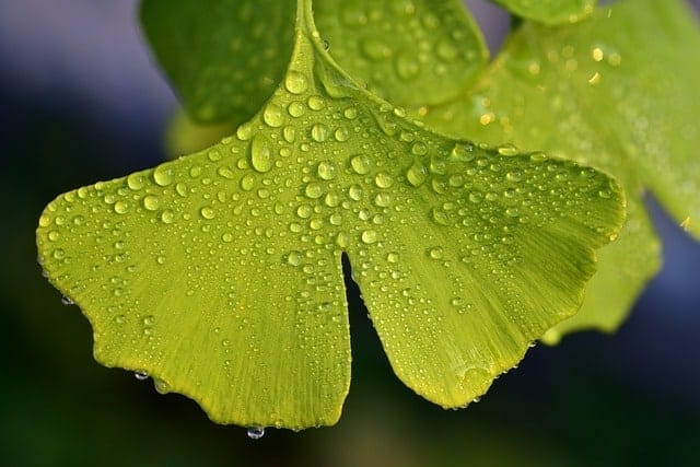 gingko biloba