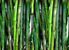 bambú