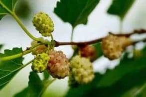 la fruta de la morera blanca en el arbusto