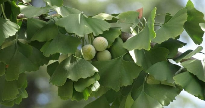 Ginkgo biloba