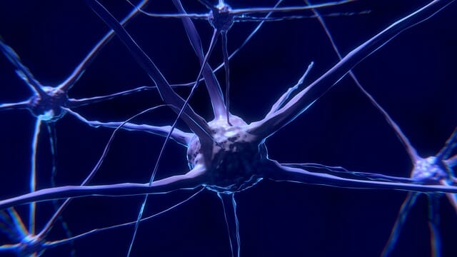 neurona, célula nerviosa