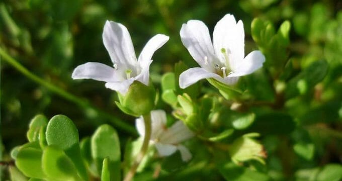 Bacopa monnieri