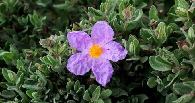 rockrose 1090068 1280