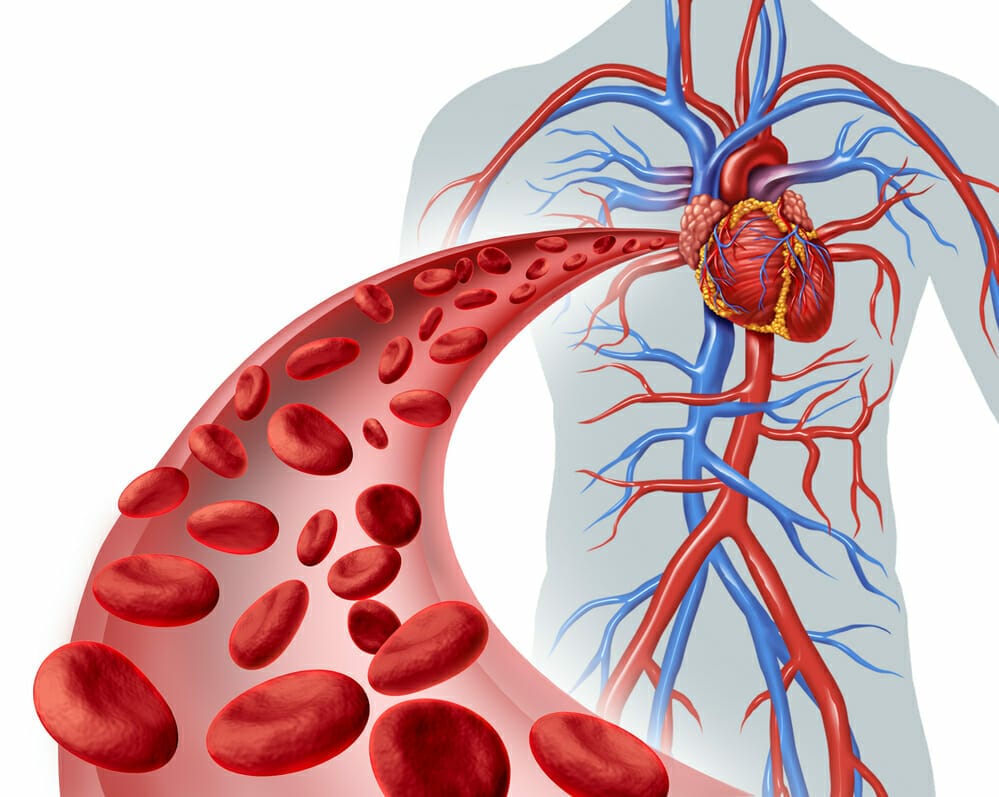  gráfico que representa el sistema circulatorio