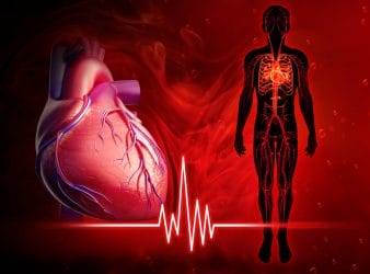  Corazón y sistema circulatorio