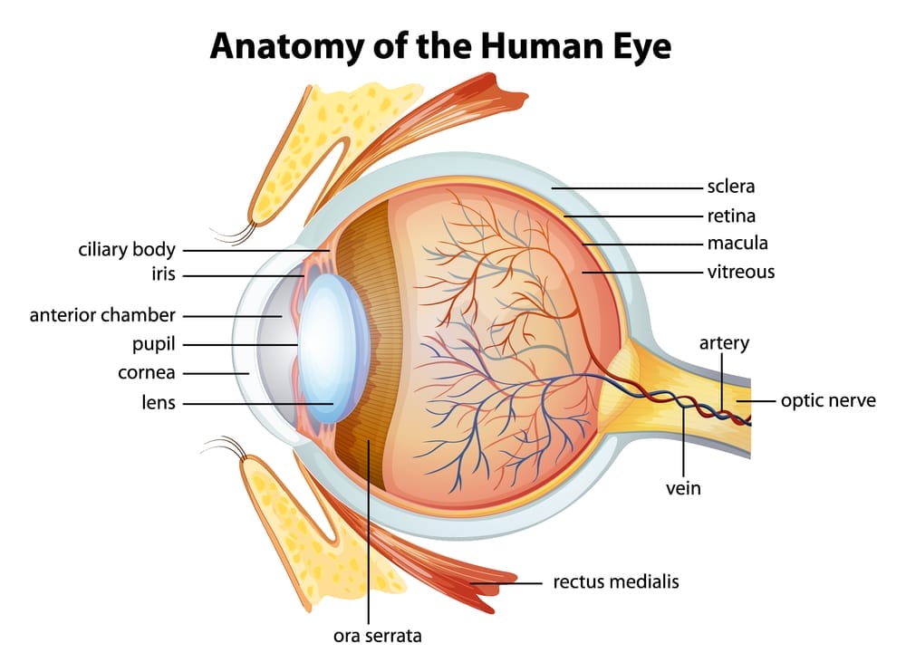  Esquema del ojo humano