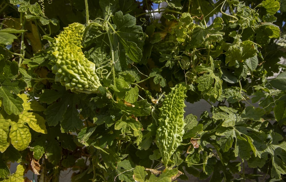 Pickleweed (melón amargo)